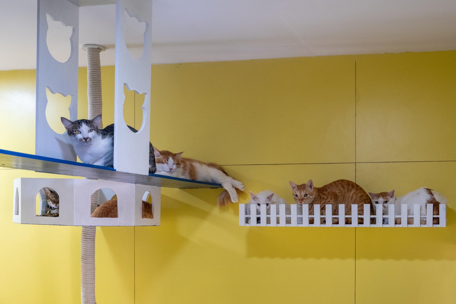 Cat Toys