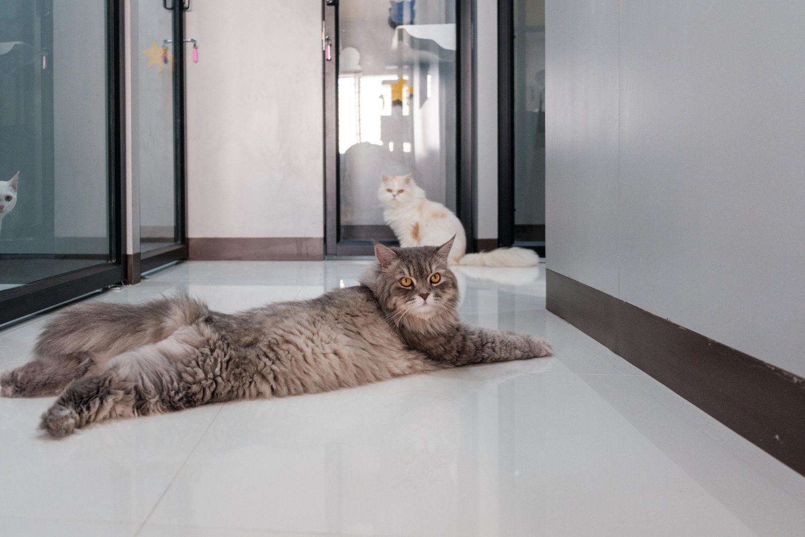 Vet Care Area